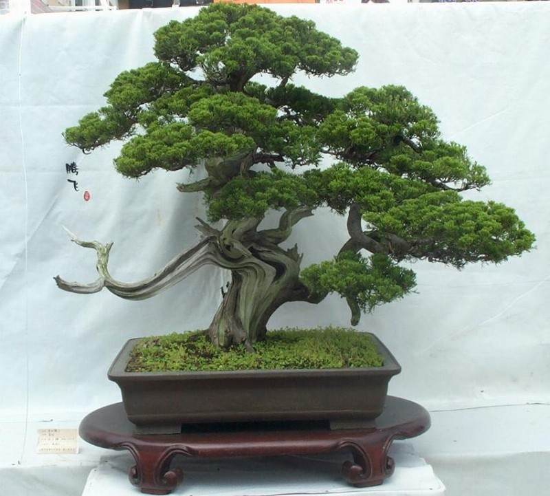 南昌市的公共盆景遭人破坏