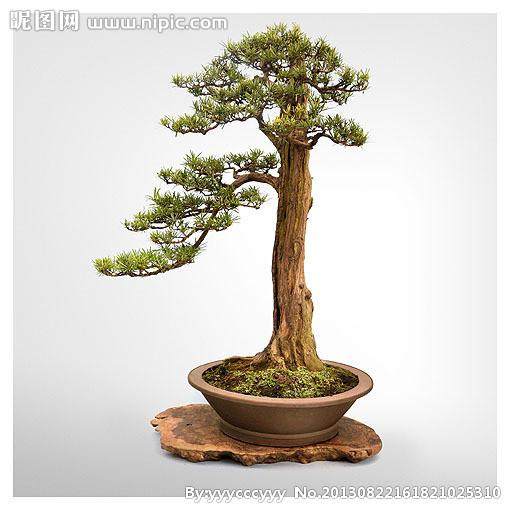 如皋将举办全国盆景大赛