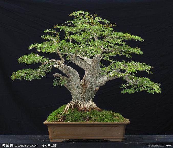 刘和喜玩盆景已经30多年了