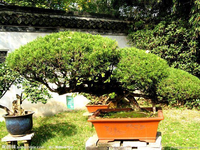 萧山的盆景制作爱好者胡师傅