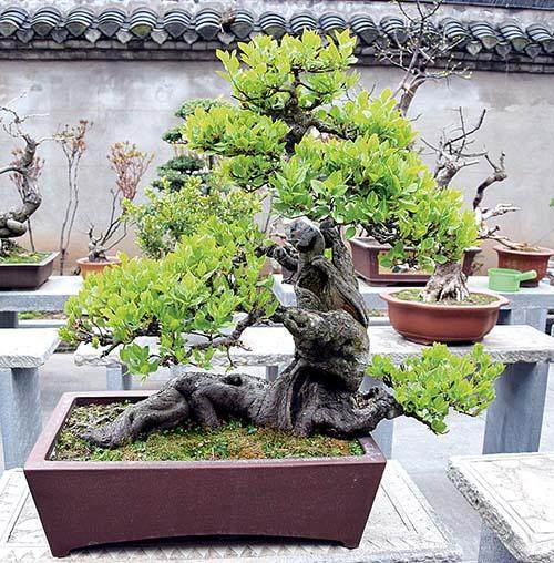 江苏省阜宁县盆景名家姜拥军