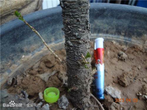 我的下山金雀桩都发芽了啊