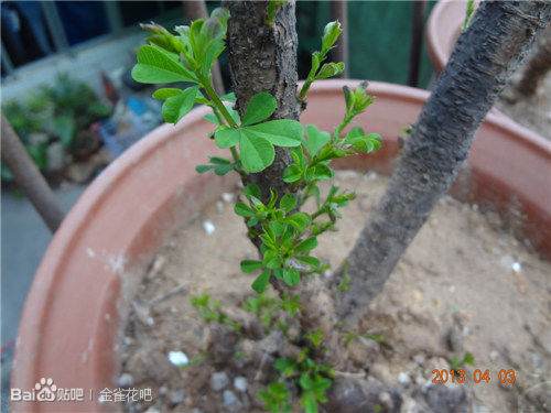 我的下山金雀桩都发芽了啊