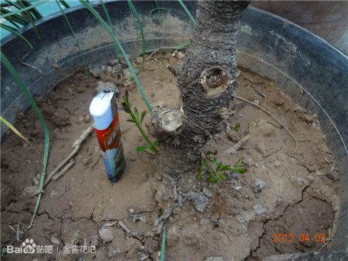 我的下山金雀桩都发芽了啊