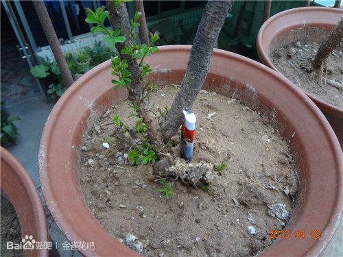 我的下山金雀桩都发芽了啊