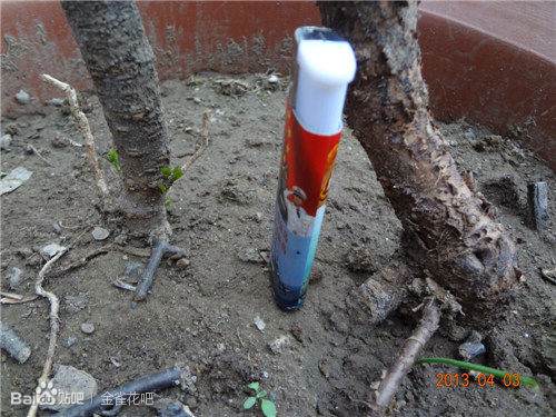 我的下山金雀桩都发芽了啊