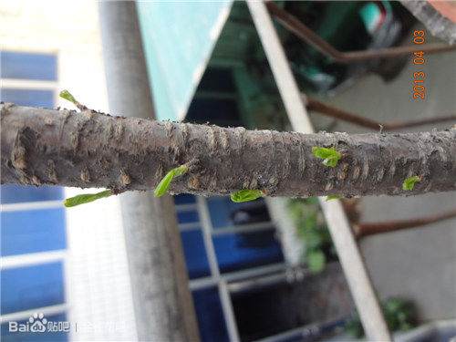 我的下山金雀桩都发芽了啊