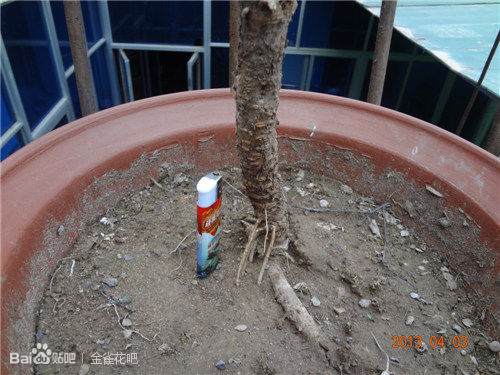 我的下山金雀桩都发芽了啊