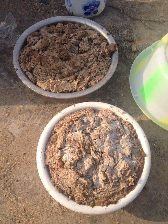 金雀花下山桩是这样种吗