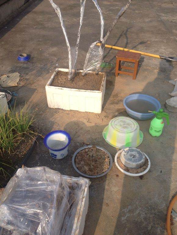 金雀花下山桩是这样种吗