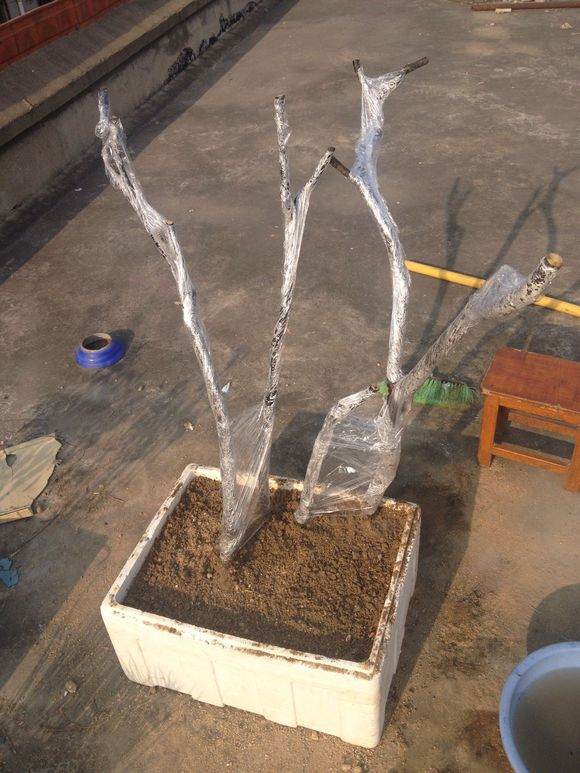 金雀花下山桩是这样种吗