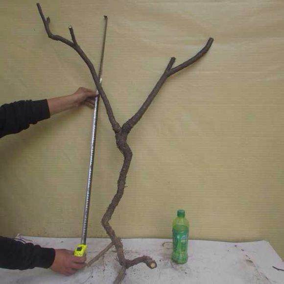 金雀花下山桩是这样种吗