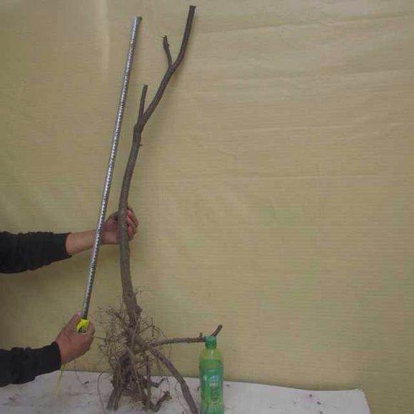 金雀花下山桩是这样种吗