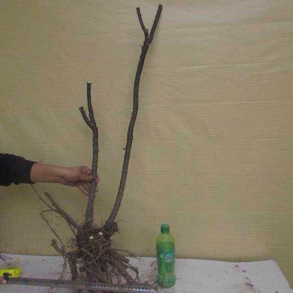 金雀花下山桩是这样种吗