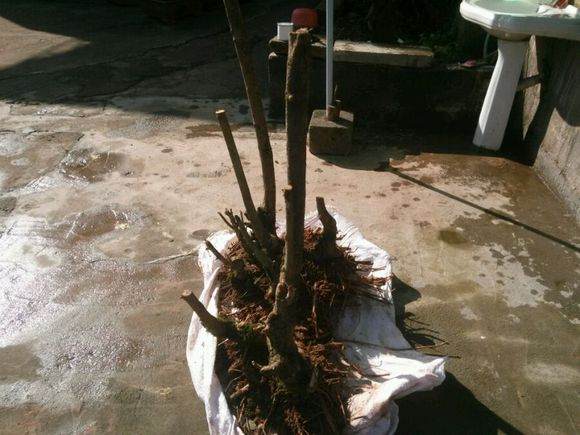 榔榆下山桩怎么种养 如何设计 图片