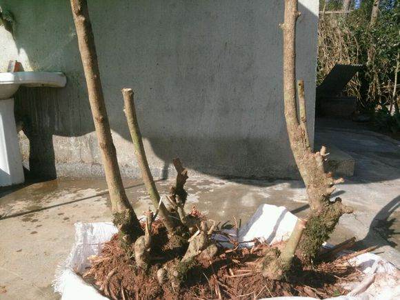 榔榆下山桩怎么种养 如何设计 图片