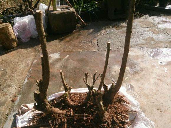 榔榆下山桩怎么种养 如何设计 图片