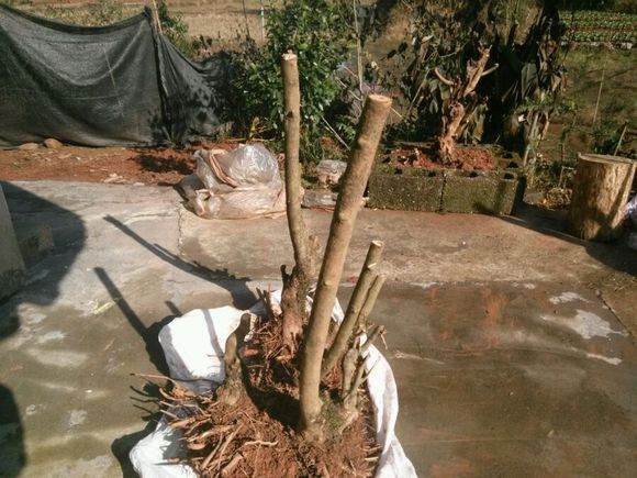 榔榆下山桩怎么种养 如何设计 图片