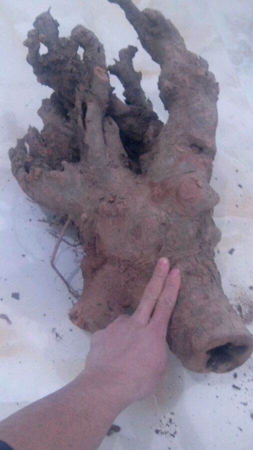 我的榆树下山桩树桩 应该怎么处理 图片