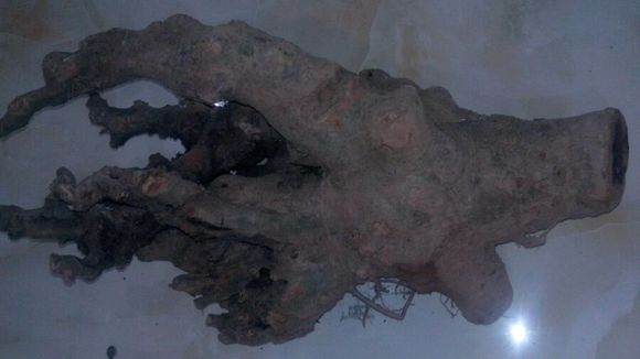 我的榆树下山桩树桩 应该怎么处理 图片