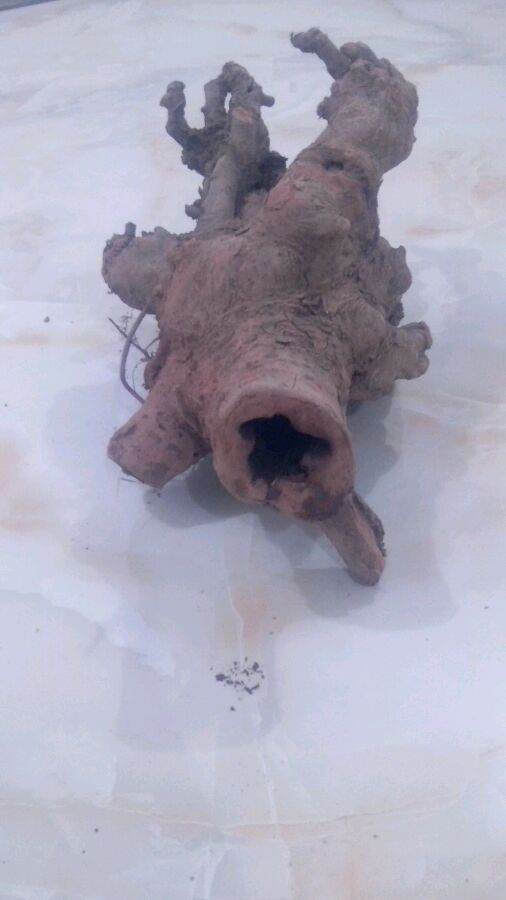 我的榆树下山桩树桩 应该怎么处理 图片