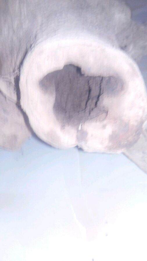 我的榆树下山桩树桩 应该怎么处理 图片