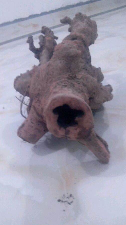 我的榆树下山桩树桩 应该怎么处理 图片