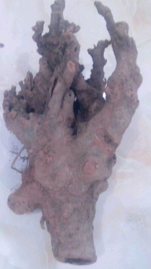 我的榆树下山桩树桩 应该怎么处理 图片