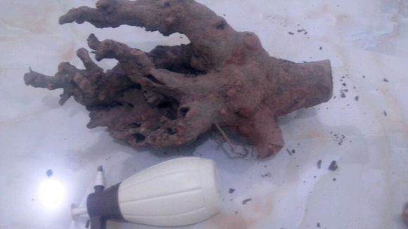 我的榆树下山桩树桩 应该怎么处理 图片