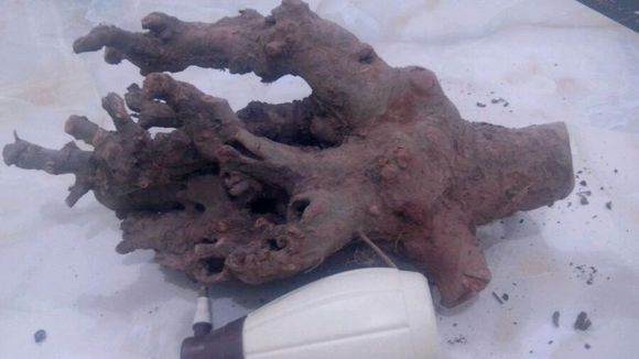 我的榆树下山桩树桩 应该怎么处理 图片