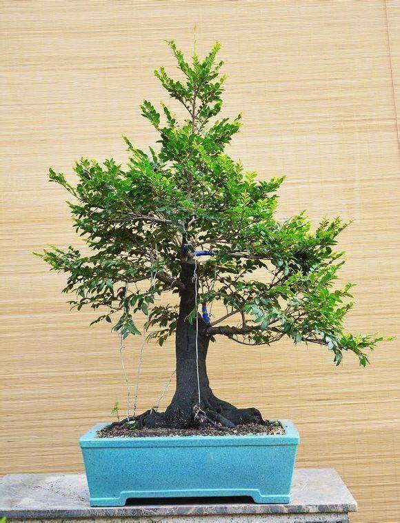 黑骨香下山桩 如何设计的方法