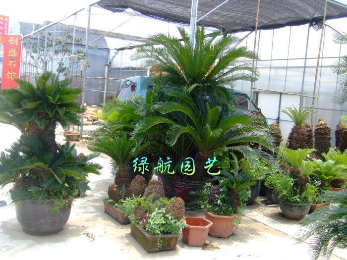 宁波企业大批培植中药盆景 成阳台绿化新宠