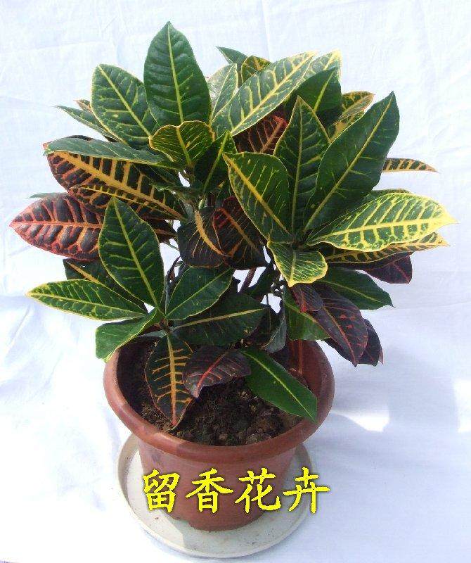 宁波盆景园今起停止对外开放