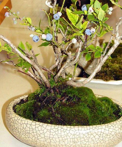 宁波盆景园（南郊公园）13日起闭园