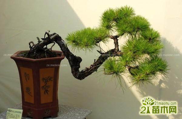 药用植物盆景在宁波非常受欢迎 销路很好