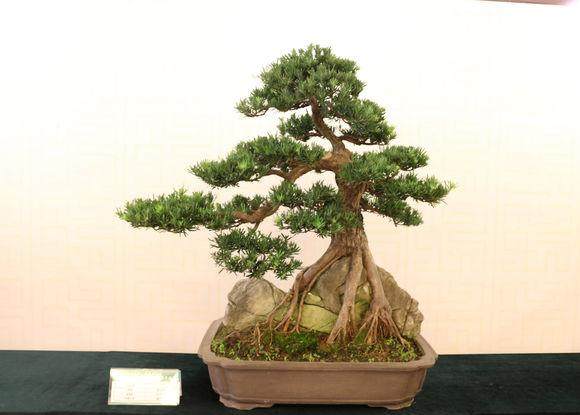 宁波市出口创汇盆景产业基地通过专家组验收