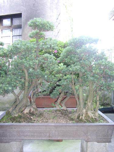 第五届中国盆景研讨会将在浙江省宁波市召开