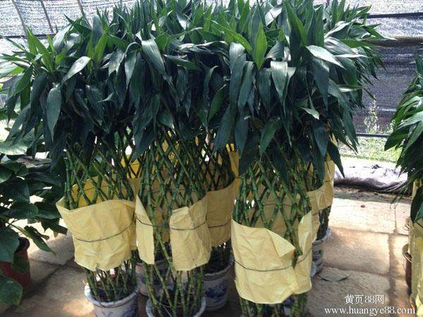 第五届中国盆景学术研讨会在宁波江北区举行