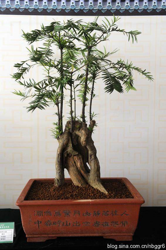 宁波举办第四届盆景展