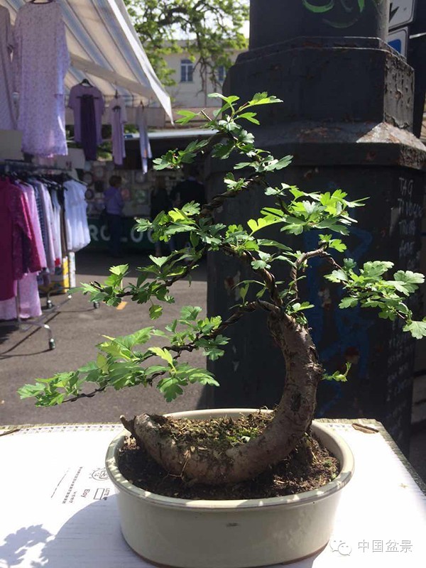 将盆景培育成功 往往需要10多年甚至几十年