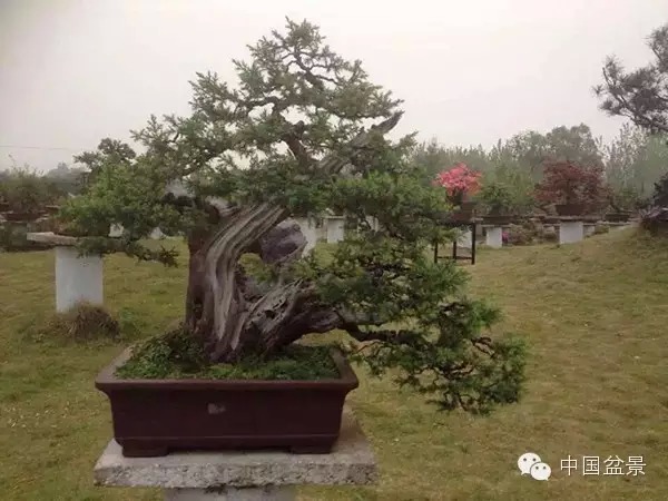 将盆景培育成功 往往需要10多年甚至几十年