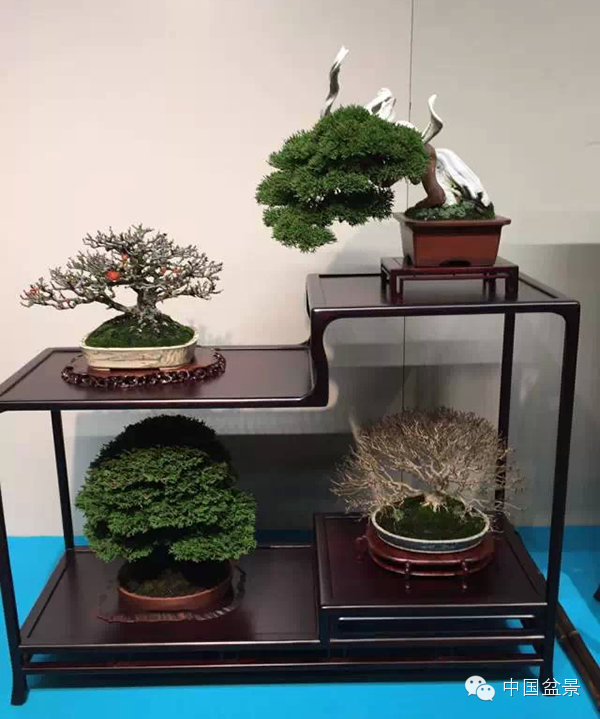 将盆景培育成功 往往需要10多年甚至几十年