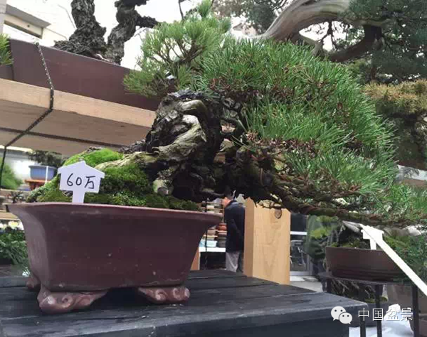 将盆景培育成功 往往需要10多年甚至几十年