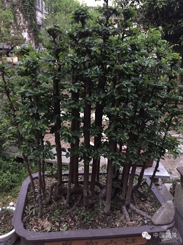 将盆景培育成功 往往需要10多年甚至几十年