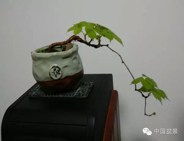 将盆景培育成功 往往需要10多年甚至几十年