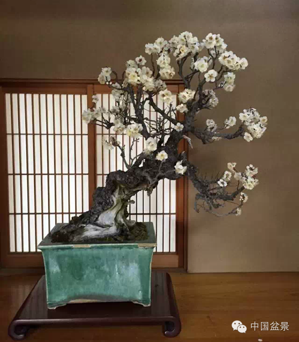 将盆景培育成功 往往需要10多年甚至几十年