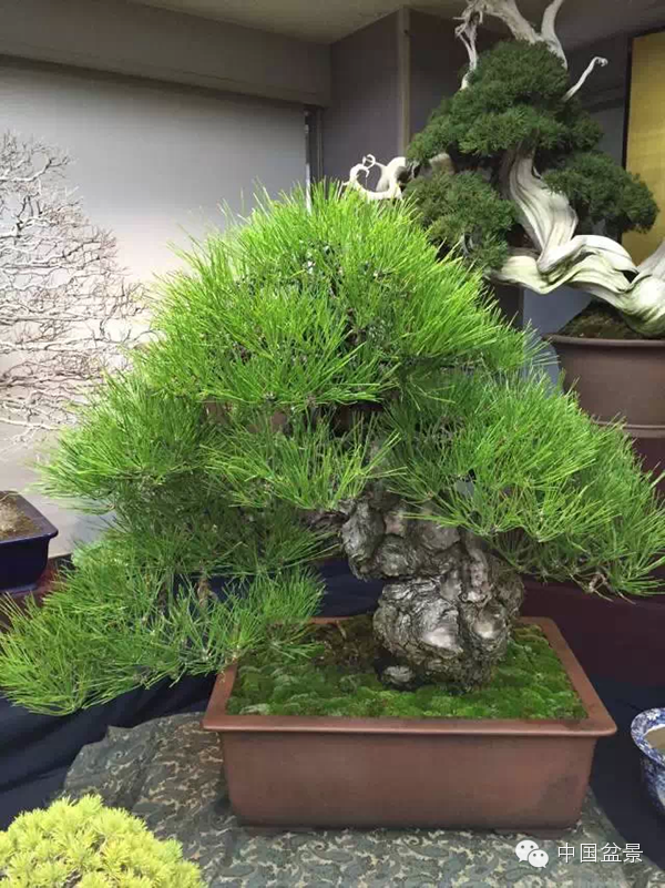 将盆景培育成功 往往需要10多年甚至几十年