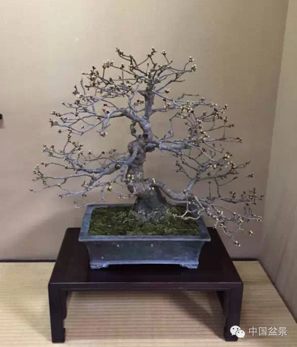 将盆景培育成功 往往需要10多年甚至几十年