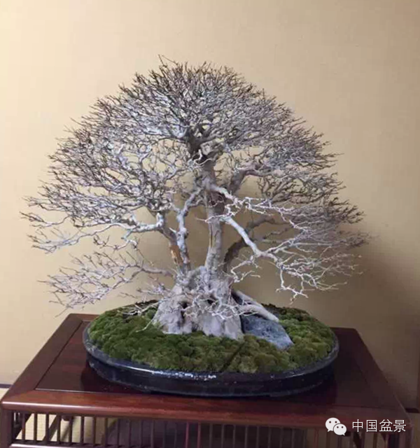 将盆景培育成功 往往需要10多年甚至几十年