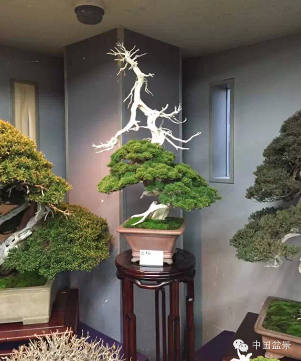 将盆景培育成功 往往需要10多年甚至几十年